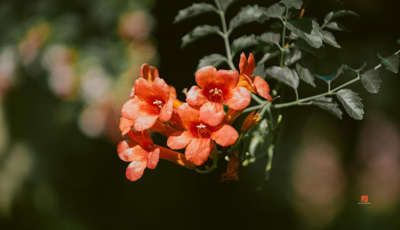 Tam Tinh Vien Homestay Hue Esterno foto