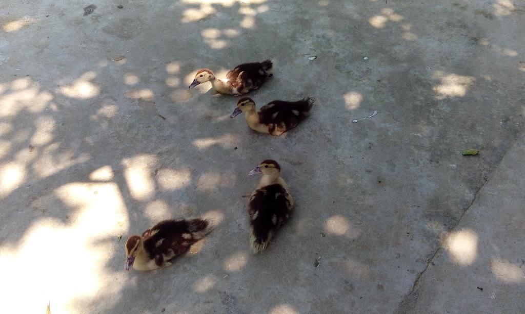 Tam Tinh Vien Homestay Hue Esterno foto